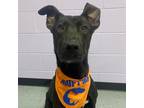 Adopt Swisher a Black Mixed Breed (Small) / Mixed Breed (Medium) / Mixed (short