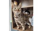 Adopt Joanne a Brown Tabby Domestic Shorthair / Mixed Breed (Medium) / Mixed