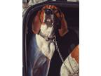 Adopt Westley a Tricolor (Tan/Brown & Black & White) Treeing Walker Coonhound /