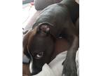 Adopt Marebelle a American Pit Bull Terrier / Mixed dog in Bloomington