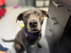 Adopt Athena a American Pit Bull Terrier / Mixed dog in Bloomington