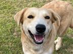 Adopt Paris a Labrador Retriever / Collie / Mixed dog in Quinlan, TX (40934307)