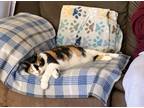 Adopt Callie a Spotted Tabby/Leopard Spotted Domestic Shorthair / Mixed cat in