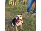 Adopt Mr. Pickles a Black - with White Rat Terrier / Hound (Unknown Type) dog in