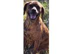 Adopt Abby a Brindle Chesapeake Bay Retriever / Pug / Mixed dog in Upper Saddle