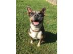 Adopt Lorna a Gray/Silver/Salt & Pepper - with White Pit Bull Terrier / Mixed