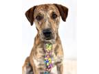 Adopt Herb a Brindle Black Mouth Cur / Mixed Breed (Medium) / Mixed (short coat)