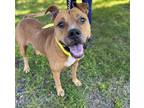 Adopt Clifford a Brindle American Pit Bull Terrier / Mixed Breed (Medium) /