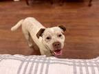 Adopt Kiwi a White - with Red, Golden, Orange or Chestnut Australian Cattle Dog