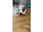 Adopt shay a Tan/Yellow/Fawn - with White American Pit Bull Terrier / Labrador