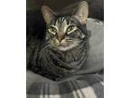 Adopt Hermione a Gray, Blue or Silver Tabby Domestic Shorthair cat in