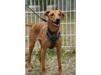Adopt Scarlett a Red/Golden/Orange/Chestnut Labrador Retriever / Mixed Breed