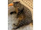 Adopt Susie a Gray, Blue or Silver Tabby Domestic Shorthair / Mixed (short coat)
