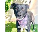 Adopt DELILAH a Black - with White Australian Kelpie / Labrador Retriever /