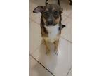 Adopt Luna a Black - with Tan, Yellow or Fawn German Shepherd Dog / Mixed dog in