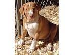Adopt Caramel a Red/Golden/Orange/Chestnut - with White Labrador Retriever /