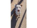 Adopt Hydro a White - with Brown or Chocolate Pit Bull Terrier / Boxer / Mixed