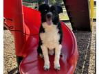Adopt Bingo a Black - with White Australian Shepherd / Mixed dog in San Antonio
