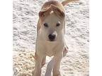 Adopt Buddy Boy-Ready to ROLL! a Tan/Yellow/Fawn Alaskan Malamute / Mixed dog in