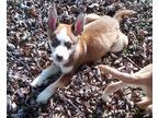 Adopt Tucker-what a LOVER! a Tan/Yellow/Fawn - with White Alaskan Malamute /