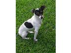 Adopt Mercedes a Black - with White Rat Terrier / Mixed dog in Ladson