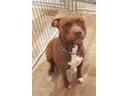Adopt Taz a Brown/Chocolate American Staffordshire Terrier / Mixed dog in
