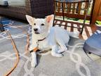 Adopt Caliber a White Shiba Inu / Mixed dog in Florissant, MO (40956983)