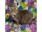 Adopt Myra a Gray, Blue or Silver Tabby Domestic Shorthair (short coat) cat in