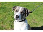Adopt Woodlawn a Catahoula Leopard Dog / Mixed dog in Abbeville, LA (40588042)