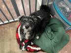 Adopt Pirate Pete a Gray/Silver/Salt & Pepper - with White Schnauzer (Miniature)