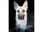 Adopt Nikita a Tan/Yellow/Fawn Belgian Malinois / Mixed dog in Pattison