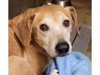 Adopt Dan a Tan/Yellow/Fawn Labrador Retriever / Mixed Breed (Medium) / Mixed