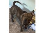 Adopt Butterscotch a Brindle Shar Pei / Terrier (Unknown Type