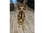 Adopt Cheddar a Tan/Yellow/Fawn - with Black German Shepherd Dog / Mixed dog in