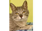 Adopt Matcha a Gray or Blue Domestic Shorthair / Mixed Breed (Medium) / Mixed