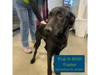 Adopt Pup 789373 a Black Labrador Retriever / German Shepherd Dog / Mixed (short