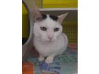 Adopt Minor a White Domestic Shorthair / Mixed (short coat) cat in Peoria