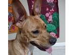 Adopt Honey a Tan/Yellow/Fawn Mutt / Mixed dog in Huntsville, TX (40251083)