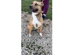Adopt Flora a Red/Golden/Orange/Chestnut Carolina Dog / Mixed dog in Metamora