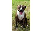 Adopt Hazel a American Pit Bull Terrier / Mixed dog in Sylvania, GA (40954316)