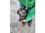 Adopt Mikey a Black Labrador Retriever / Mixed Breed (Medium) / Mixed (short