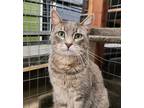 Adopt Charlie a Gray or Blue Domestic Shorthair / Mixed Breed (Medium) / Mixed