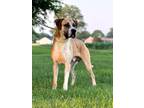Adopt Charlie a Mastiff / Mixed dog in Henderson, KY (40954149)