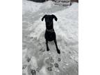 Adopt Otis a Black Doberman Pinscher / Mixed (short coat) dog in Shohola