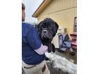 Adopt Chunk a Black Mixed Breed (Medium) / Mixed Breed (Medium) / Mixed (short