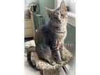 Adopt Roxie AND Sammy a Brown Tabby Domestic Shorthair / Mixed (short coat) cat
