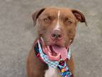 Adopt King Flower a Mixed Breed (Large) / Mixed dog in Brooklyn, NY (40953413)