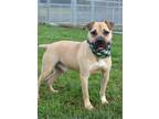 Adopt Winston - Adoptable a Affenpinscher / Mixed Breed (Medium) / Mixed dog in