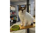 Adopt Truman a White Domestic Shorthair / Mixed Breed (Medium) / Mixed (short