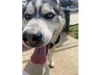 Adopt Klondike a Black Alaskan Klee Kai / Mixed Breed (Medium) / Mixed (short
